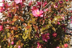 1-1_MG_4180_Canon-Neutral_C15S10_5850K_RG+3_1280