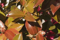 1-2_MG_4180_Canon-Neutral_C15S10_5850K_RG+3_1280-2