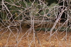 4-2_MG_1068_Canon-Neutral_C15S10_5650K_RG+3_level-15_1280-2