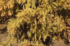 7-1_MG_9756_Canon-Neutral_C15S10_5600K_RG+3_level-1_1280