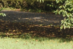 7-2_MG_0141_Canon-Standard_C10S5_5400K_RG+4_1280-4