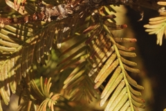 7-2_MG_9756_Canon-Neutral_C15S10_5600K_RG+3_level-1_1280-3