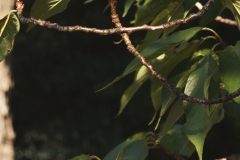 _MG_0341_Canon-Standard_C10S5_5750K_RG+4_1280-3