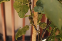 _MG_2953_Canon-Neutral_C15S10_6050K_RG+3_level-2-246_1280