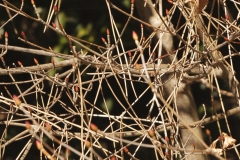 _MG_8424_Canon-Neutral_C15S10_5950K_RG+3_1280-3